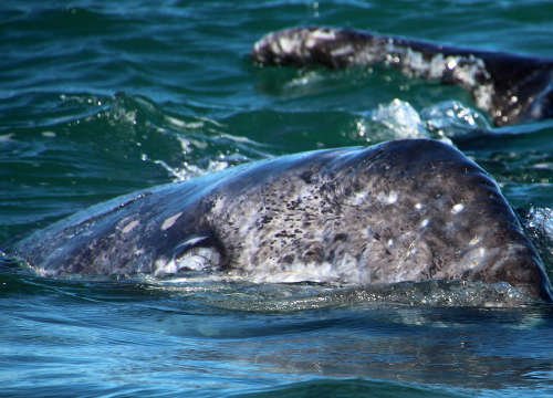 Gray Whale