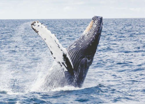 Humpback Whale