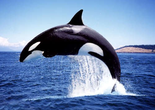 Orca Whale